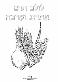 דפי צביעה לסוכות - דף מס. 6