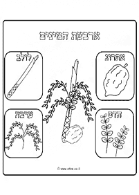 דפי צביעה לסוכות - דף מס. 9