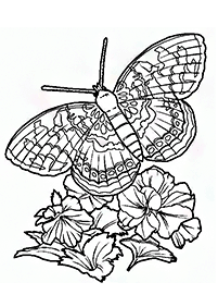 butterfly coloring pages - page 23