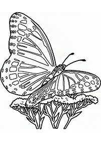 butterfly coloring pages - page 43