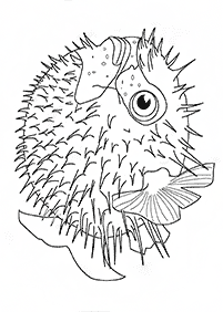 דפי צביעה דגים - דף מס. 39