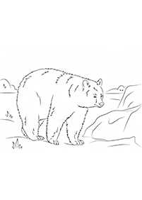 דפי צביעה דובים - דף מס. 1