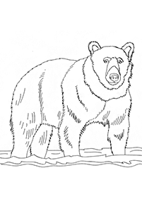 דפי צביעה דובים - דף מס. 13