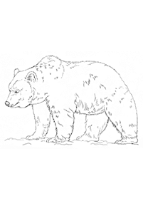 דפי צביעה דובים - דף מס. 5