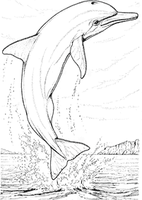 דפי צביעה דולפין - דף מס. 9