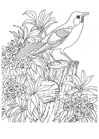 דפי צביעה למבוגרים - דף מס. 112