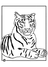 דפי צביעה נמר - דף מס. 3