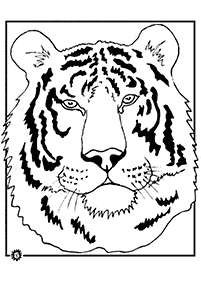 דפי צביעה נמר - דף מס. 7