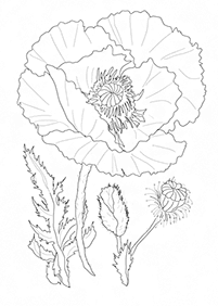 דפי צביעה פרחים (להדפסה) - דף מס. 110