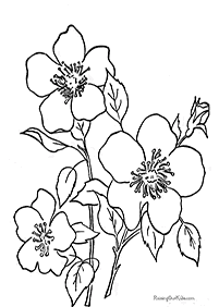דפי צביעה פרחים (להדפסה) - דף מס. 72