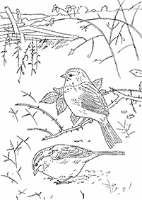 דפי צביעה ציפורים - דף מס. 104