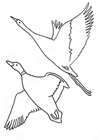 דפי צביעה ציפורים - דף מס. 109