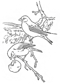 דפי צביעה ציפורים - דף מס. 36
