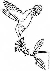 דפי צביעה ציפורים - דף מס. 80