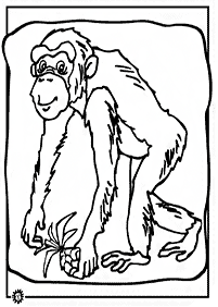 דפי צביעה קוף - דף מס. 18